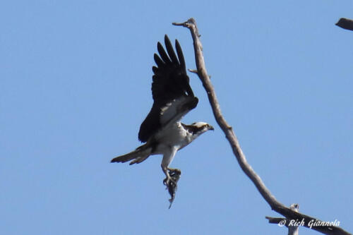 Osprey just caught a fish