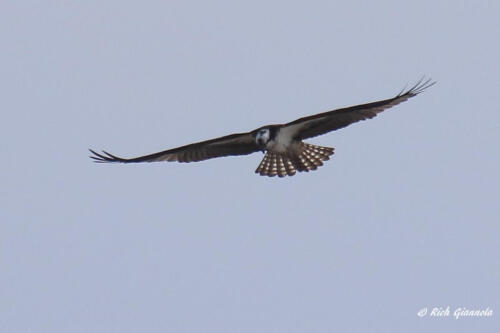 A soaring Osprey looking for a fish