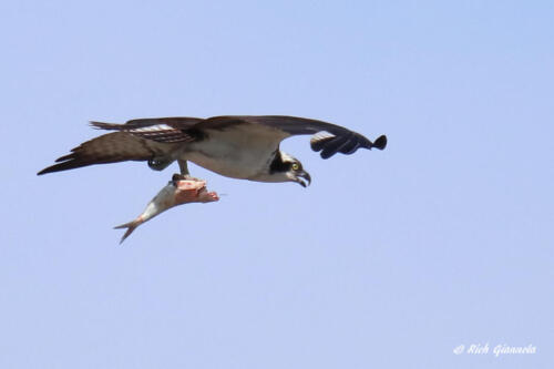 Osprey carrying a headless fish with one claw