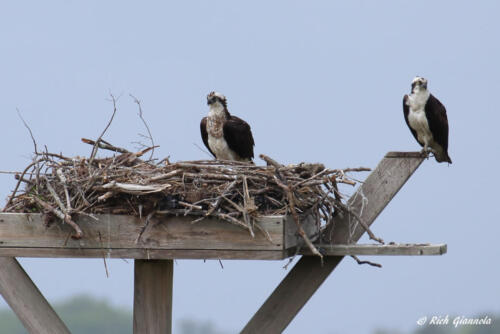 Ospreys