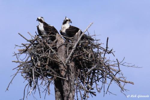 Ospreys