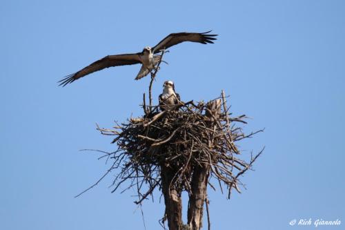 Ospreys