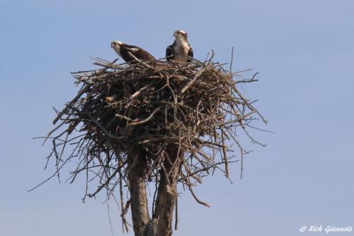 Ospreys