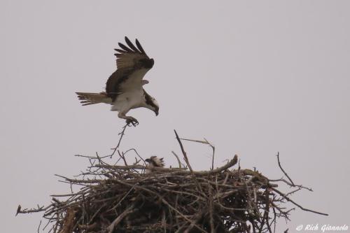 Ospreys