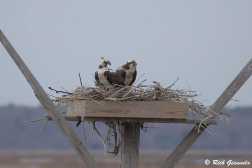 Ospreys