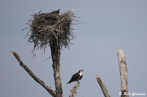 Ospreys