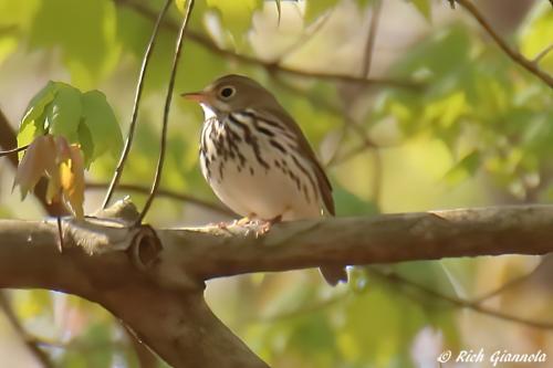 Ovenbird