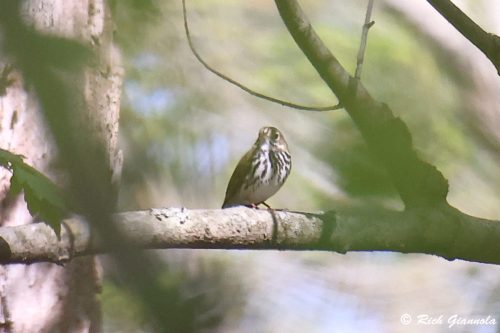 Ovenbird