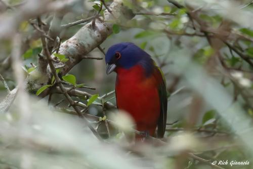 Painted Bunting