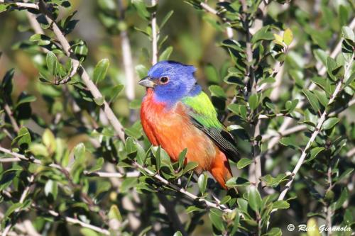 Painted Bunting