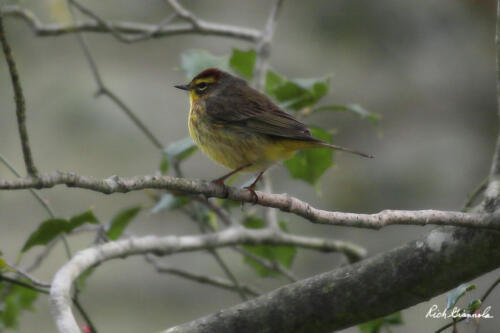 Palm Warbler resting on a branch