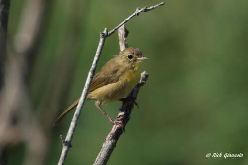 An immature Palm Warbler