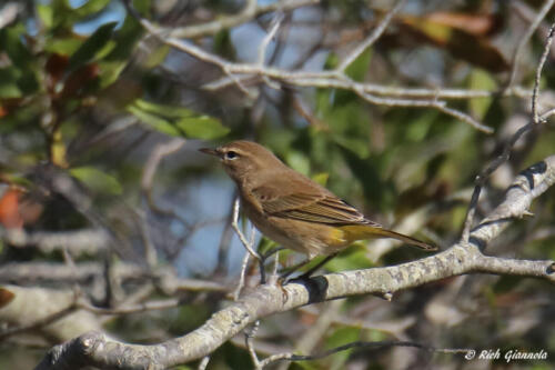 A Palm Warbler in fall plumage