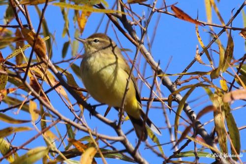 Palm Warbler