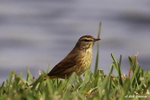 Palm Warbler