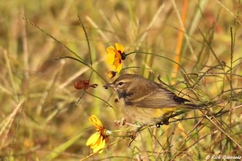 Palm Warbler