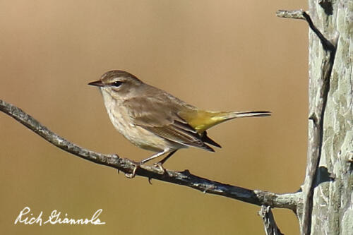 Palm Warbler sitting on a tree branch