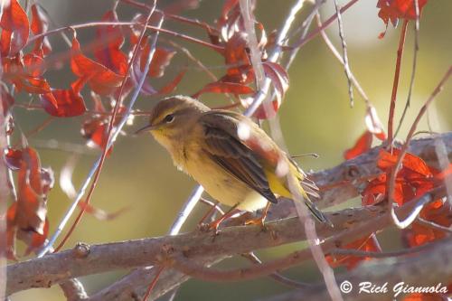 Palm Warbler