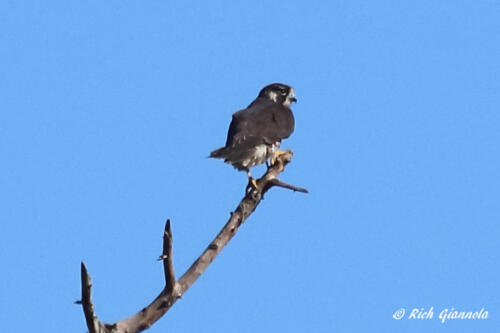 Peregrine Falcon on the lookout