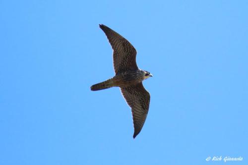 Peregrine Falcon