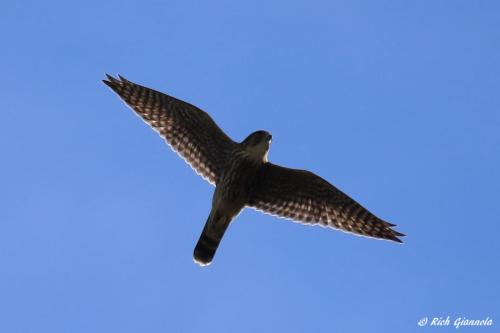 Peregrine Falcon