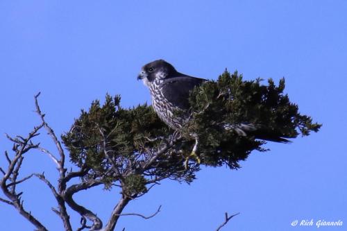 Peregrine Falcon