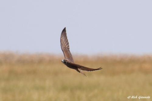 Peregrine Falcon