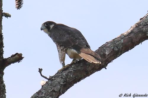 Peregrine Falcon