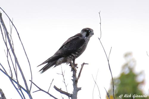 Peregrine Falcon