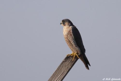 Peregrine Falcon