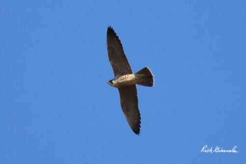 Peregrine Falcon on the hunt