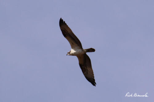 Peregrine Falcon on the hunt