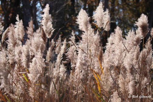 Back-lit Phragmites