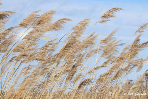 Phragmites catching the wind