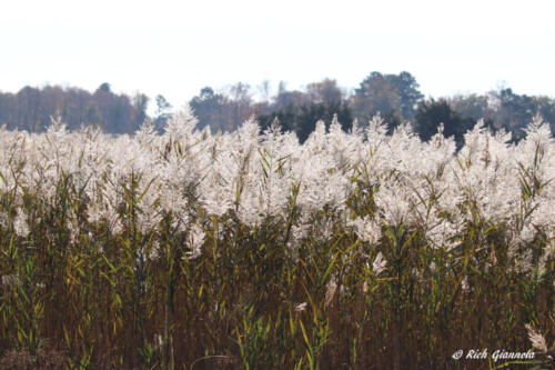 Phragmites at Prime Hook NWR