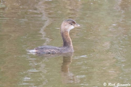 Pied-Billed Grebe