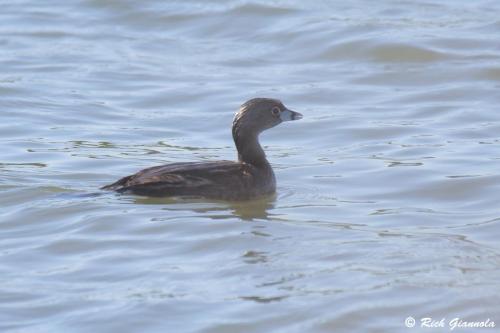 Pied-Billed Grebe