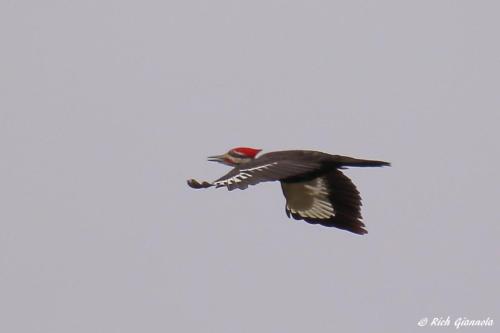 Pileated Woodpecker