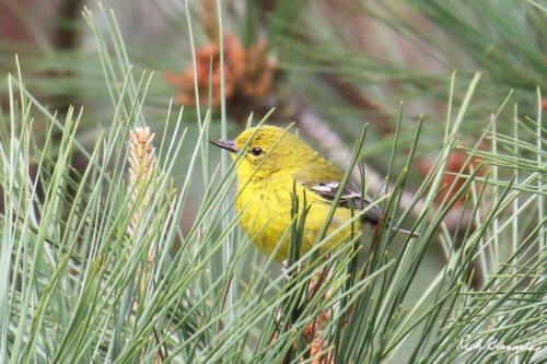 Pine Warbler in a pine tree