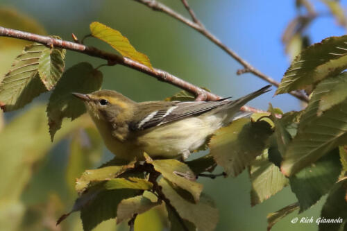 Pine Warbler moving about