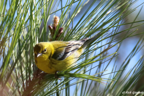 Pine Warbler