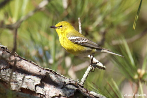 Pine Warbler