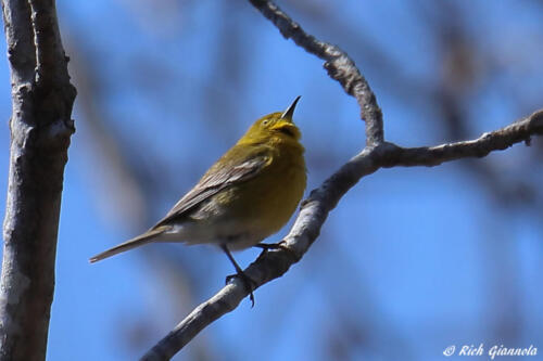 Pine Warbler