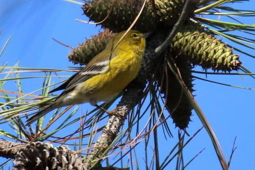 Pine Warbler