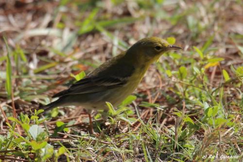 Pine Warbler