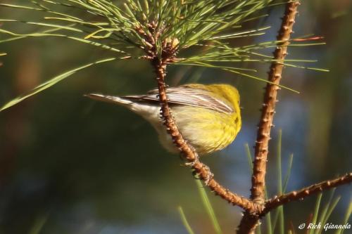 Pine Warbler