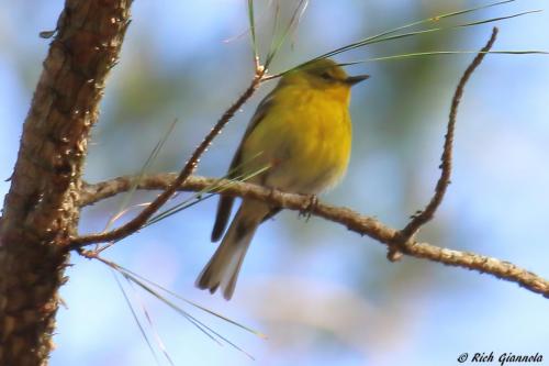 Pine Warbler