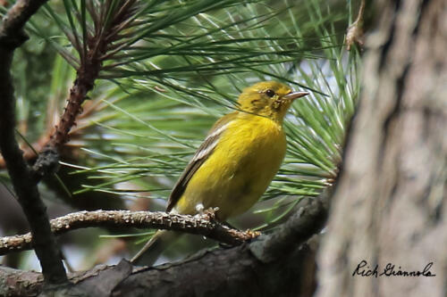 Pine Warbler in a pine tree