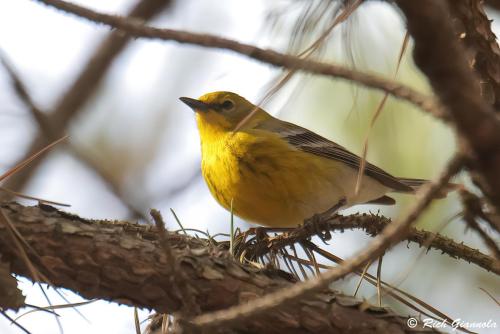 Pine Warbler