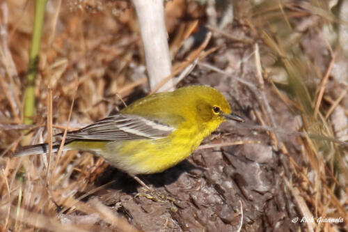 Pine Warbler searching for food